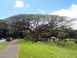 Hilo Reed bay impressive tree